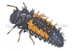 Lieveheersbeestje-larve-14386
