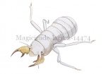 Magicicade-larve2-14474