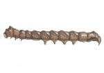 Braamvlinder-rups-14507