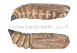 Cocons nachtvlinder-14508