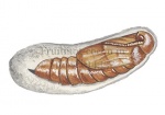 Fruitmot-cocon in spinsel-14337
