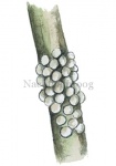 Nachtpauwoog-eitjes-14352