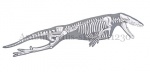 Ambulocetus-skelet-11230