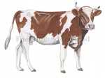 Fries Holland koe-rood-11132
