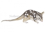 Nothern Quoll-11213