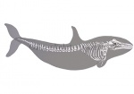 Orca-skelet-1100112