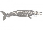Rhodocetus-skelet-11233