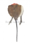 Rosse woelmuis-achterlijf-11098-1