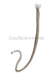 Zandkokerworm-12089