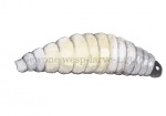 Gewone wesp-larve-14340