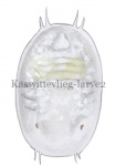Kaswittevlieg-larve2-14485