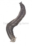 Langpootmug-larve-14.1065