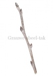 Grauwe abeel-tak-180001.71