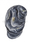 Gewone oester-12070-1