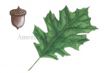 Amerikaanse eik-18233