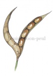 Bruine boon-peul met zaden-180018