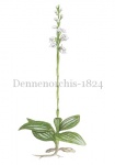 Dennenorchis-182474