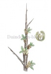 Duindoorn-bloem-182314