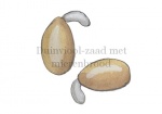 Duinviool-zaad met mierenbrood-182350