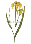 Gele lis-18091