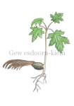 Gew esdoorn-kiem-182307