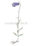 Grasklokje-18178