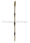 Heermoes-bloeiwijze-18030