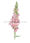 Leeuwenbekje-roze-180008