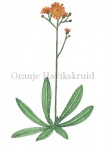 Oranje Havikskruid-18261