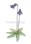 Vetblad-182341