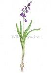 Wilde hyacint-180012