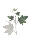 Witte abeel-blad-182333