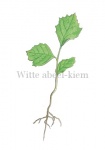 Witte abeel-kiem-182308