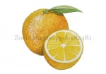 Zoete sinaasappel-182481
