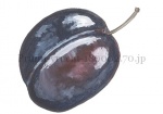 Pruim-vrucht-180002.70