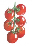 Tomaten-182447