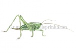 Grote groene sabelsprinkhaan-larve-14369