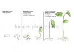 Kiemen plant-210013