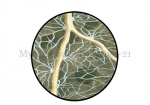 Mycorrhiza-uitvergroot-210041