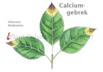 Plant-Calsiumgebrek-210017