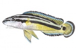 Julidochromis ornatus-13037
