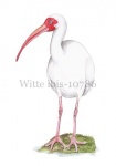 Witte ibis-10786