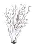 Witte koraalzwam-19042