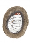 Mestkever-larve-14349