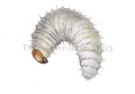 Taxuskever-larve-14313