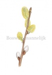 Boswilg-bloei-mannelijk-182550