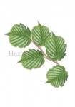 Hazelaar-tak met bladeren-180001-2