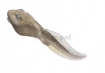Gewone pad-larve-17042