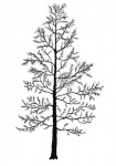 Lariks-silhouet-winter-182511