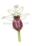Spiegelorchidee-182584